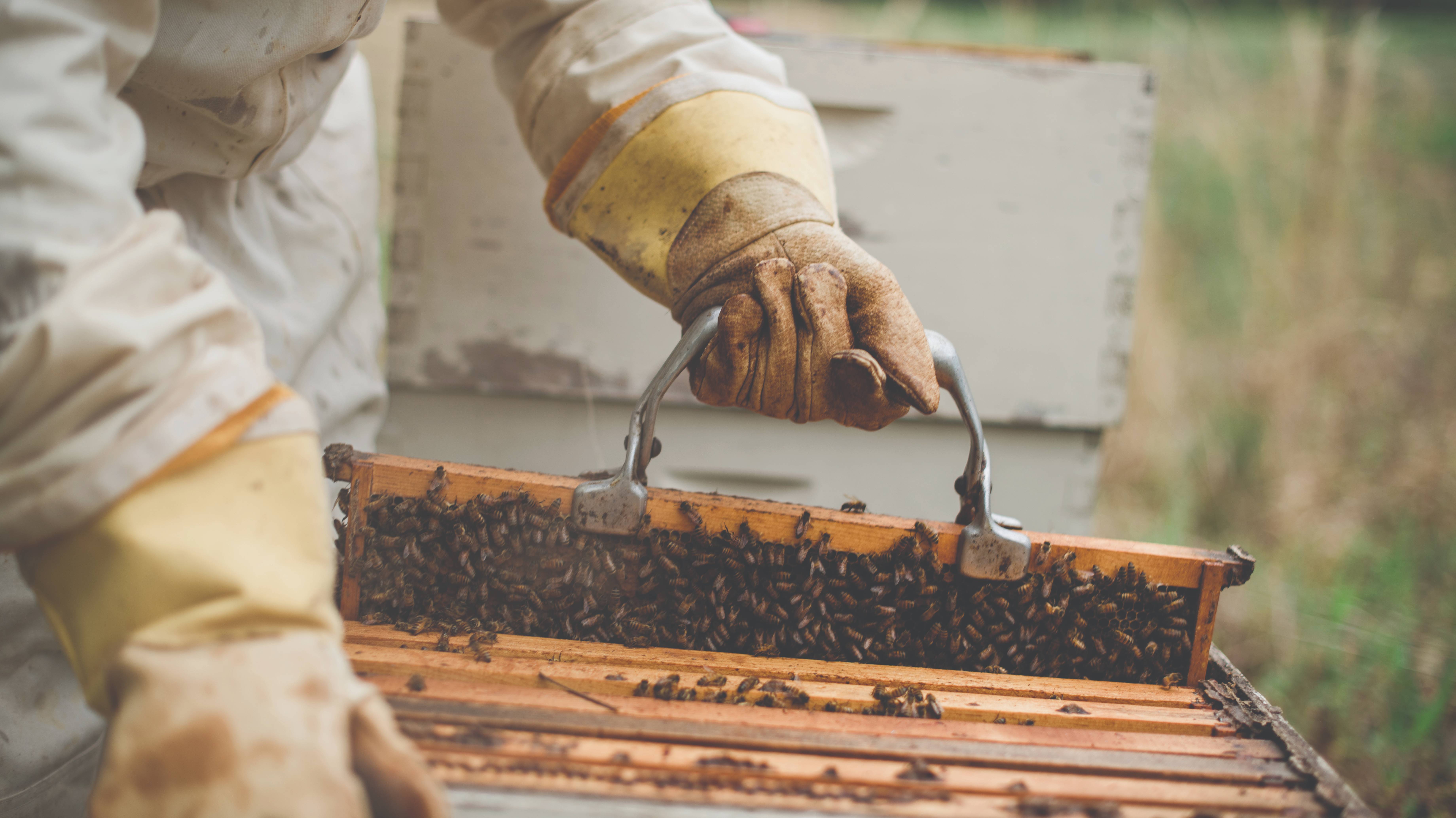 Meaningful work bee hive