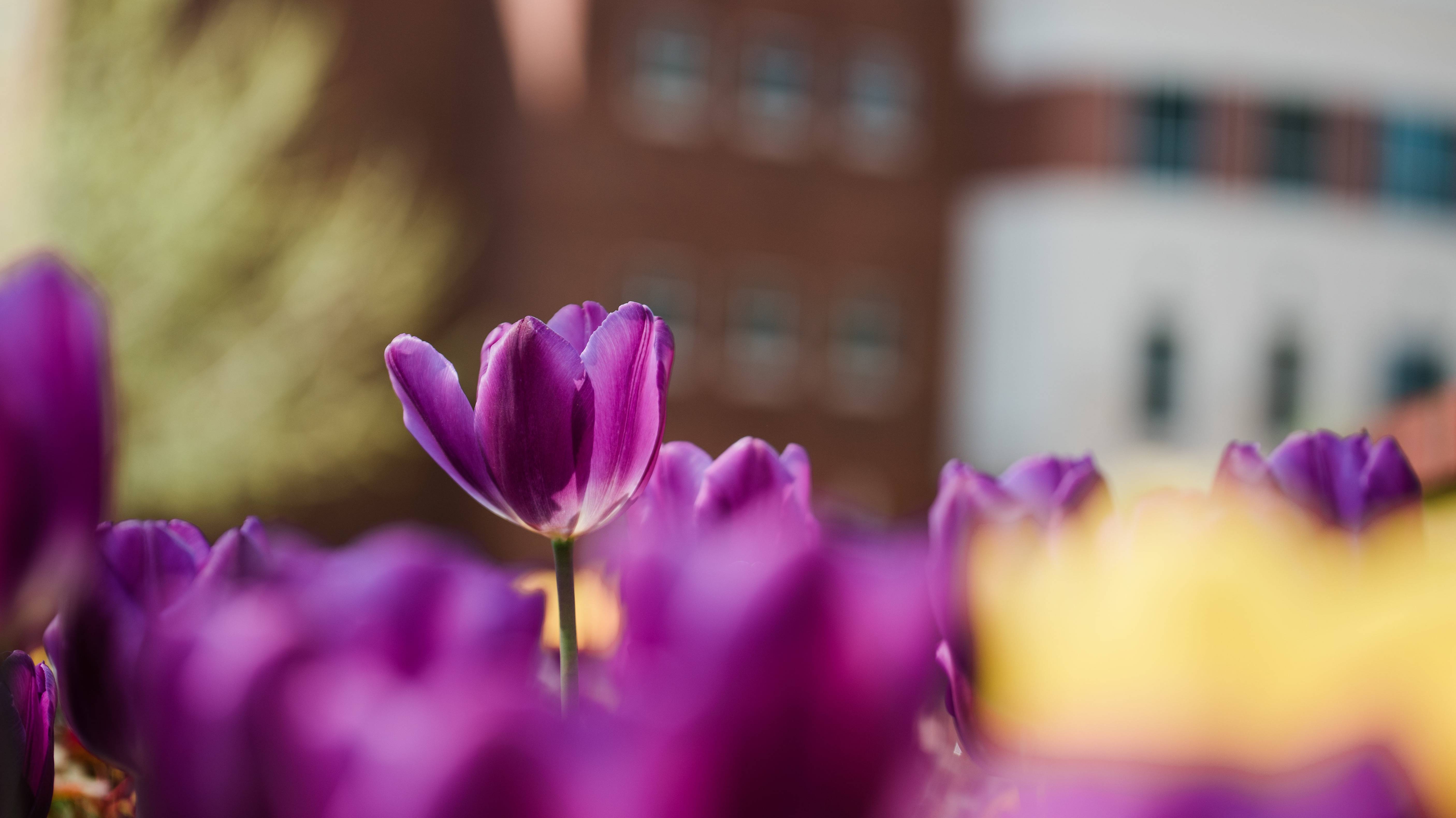 Tulips in front of Jones Science Center
