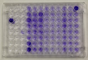 Biofilm plate_Skylar_Plymale